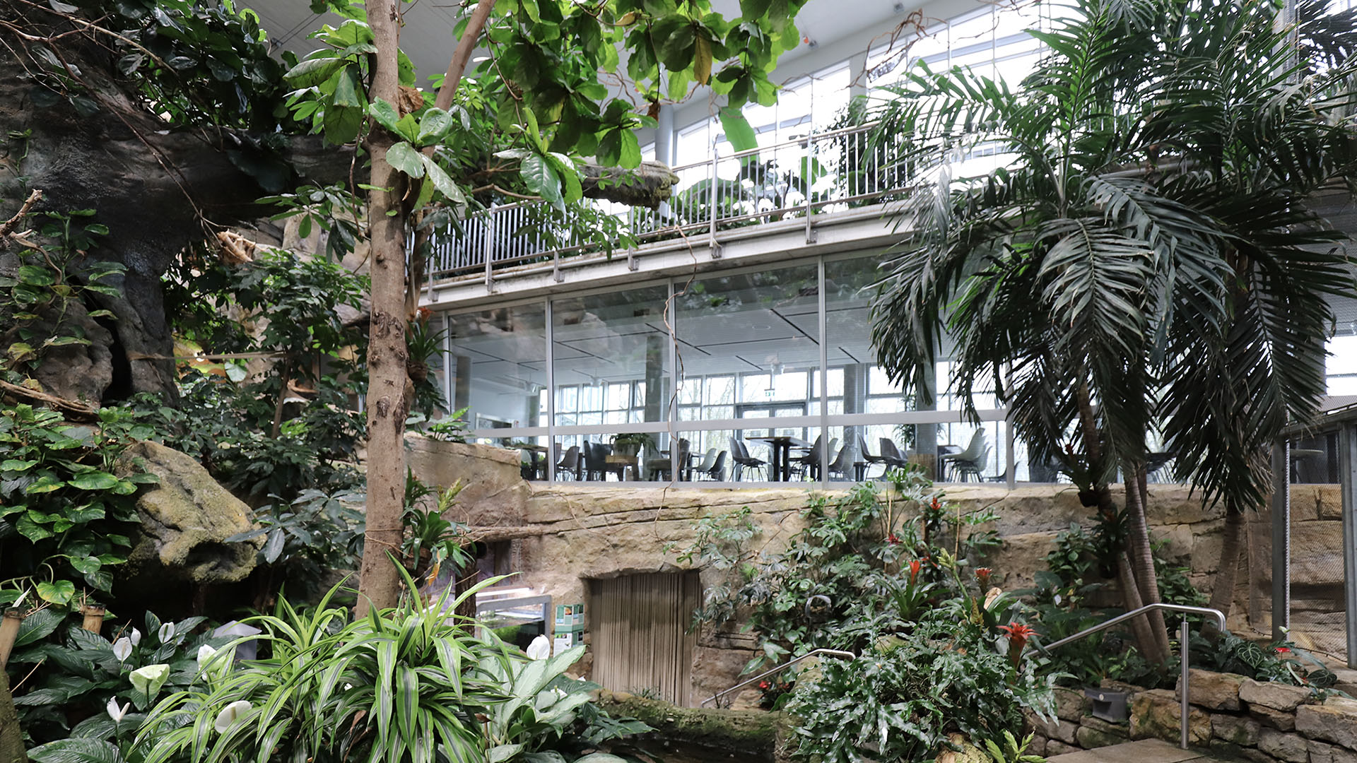 Das Restaurant im Karlsruher Zoologischen Tiergarten ist in das Exotenhaus mit vielen großen grünen Pflanzen integriert