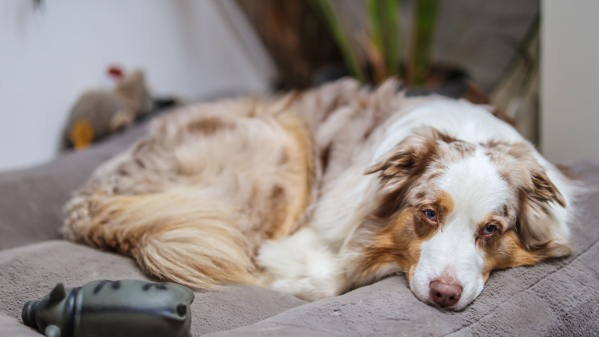 Ein weißbraunbeige gescheckter Hund mit langem flauschigen Fell liegt leicht gelangweilt auf einem großen Hundebett in einem Büro.
