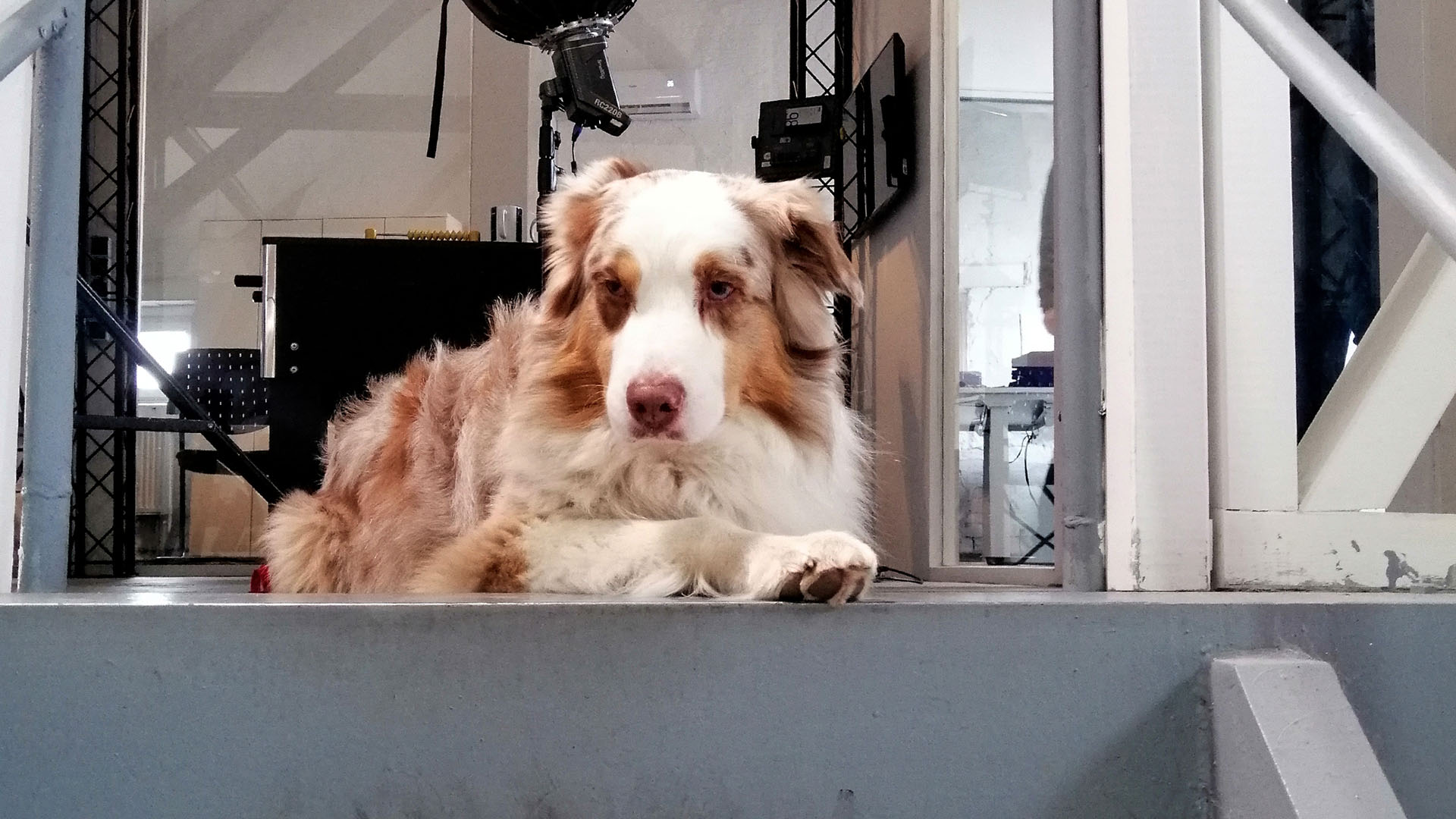 Ein weißbraunbeige gescheckter Hund mit langem flauschigen Fell liegt am oberen Absatz einer Treppe im Dachgeschoss. Im Hintergrund sind ein Stativ mit Filmlicht und ein großzügig geschnittener offener Büroraum zu sehen. 